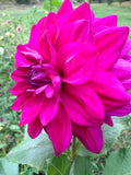 Wyn's Feisty Freda Dahlia Tuber