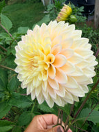 Bloomquist Blush Dahlia Tuber