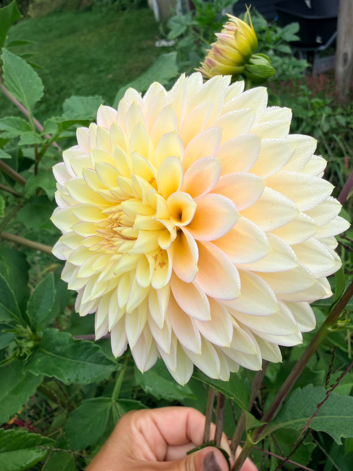 Bloomquist Blush Dahlia Tuber