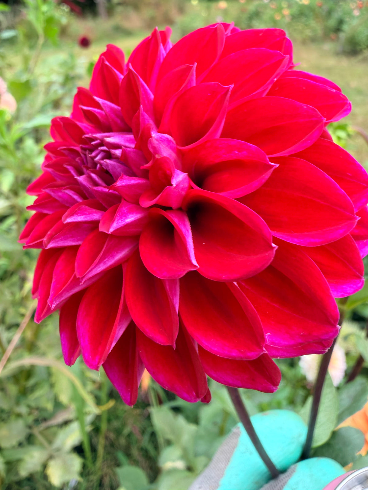Lee's Black Raspberry Dahlia Tuber