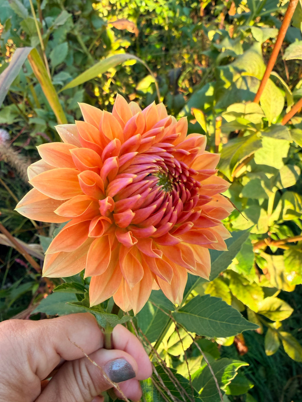 Lee's Orange-a-Tang Dahlia Tuber