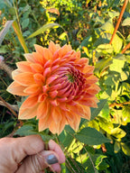 Lee's Orange-a-Tang Dahlia Tuber