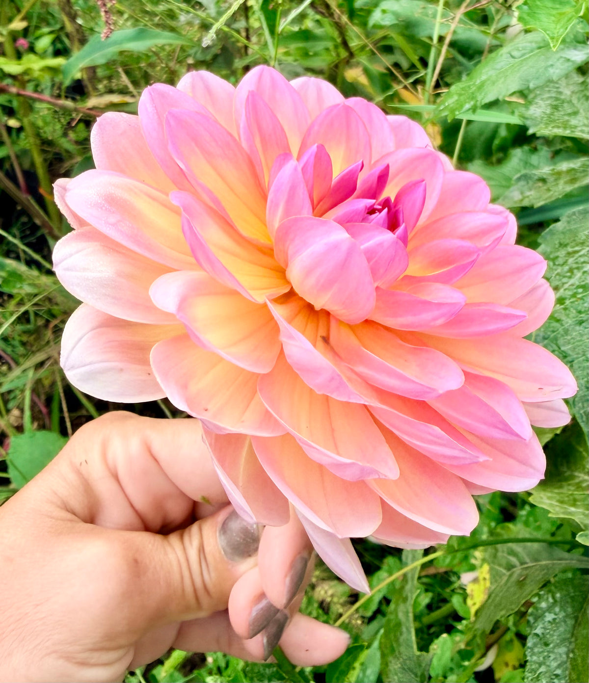 Sandia Rose Dahlia Tuber