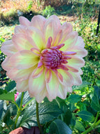 Everbloom Lullaby Dahlia Tuber