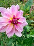 Lee's Flamingle Dahlia Tuber