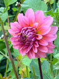 Finch's Cornman Dahlia Tuber