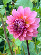 Finch's Cornman Dahlia Tuber