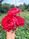 Hollyhill Rose Red 2 Dahlia Pot Tuber