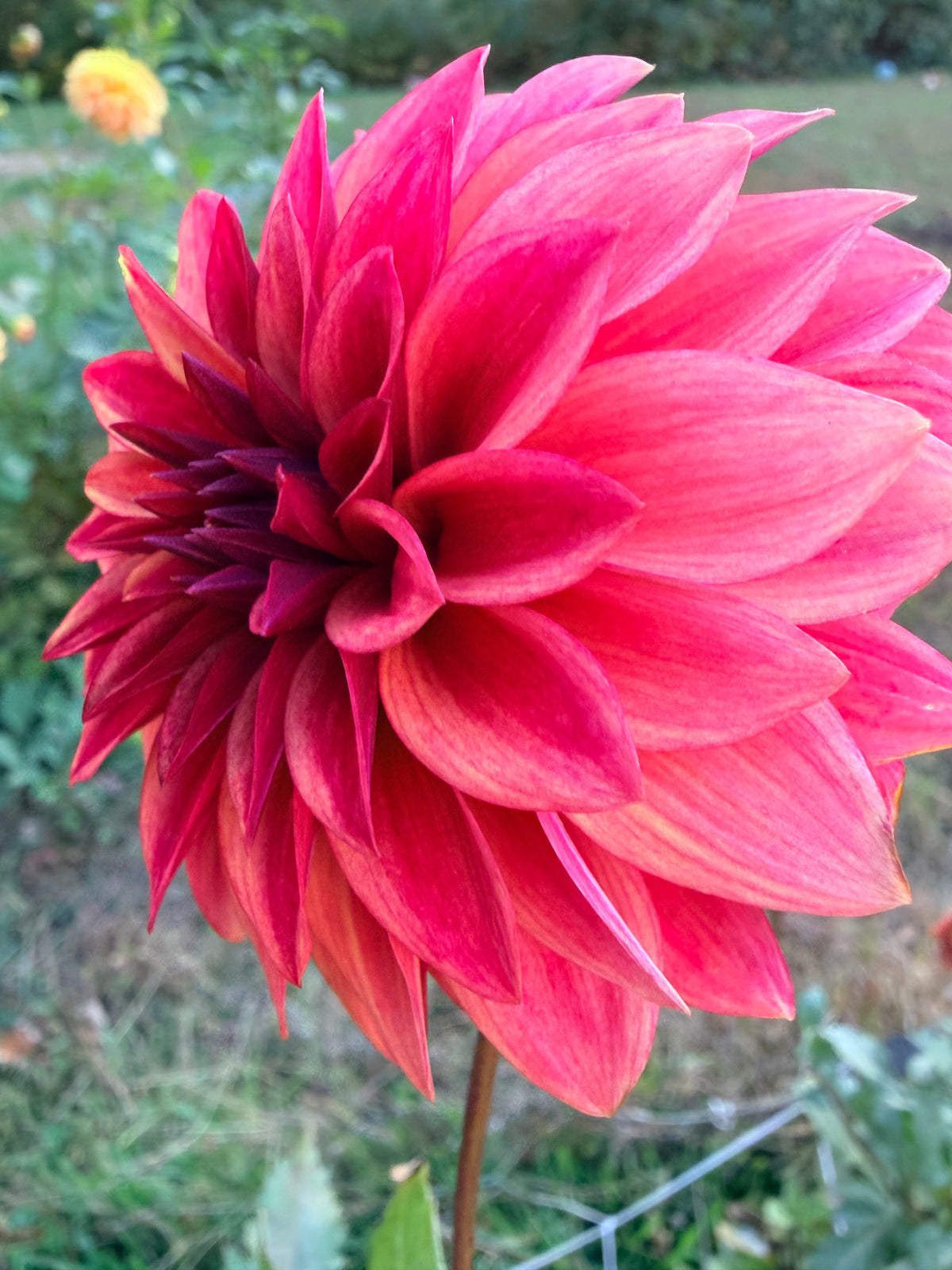 RM Dragon's Blood Dahlia Tuber