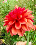 Lee's Ember Dahlia Tuber