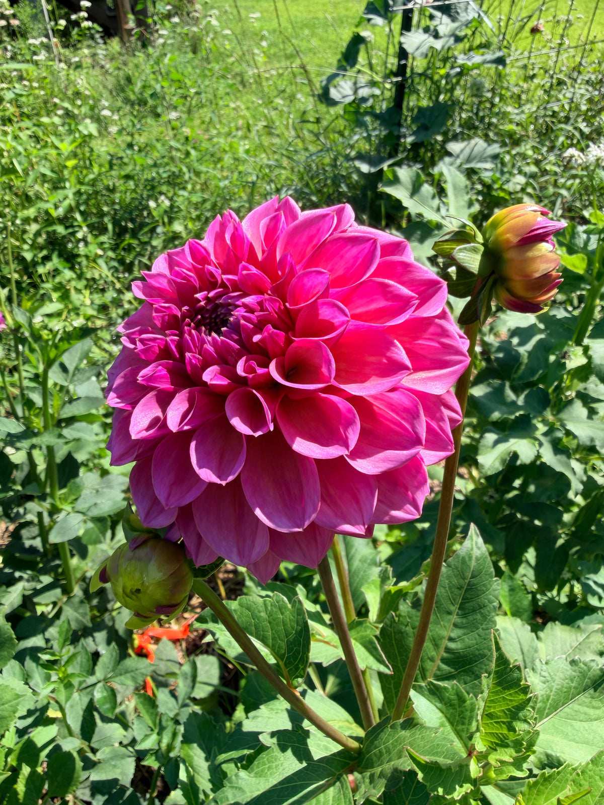 RM Berry Kiss Dahlia Tuber