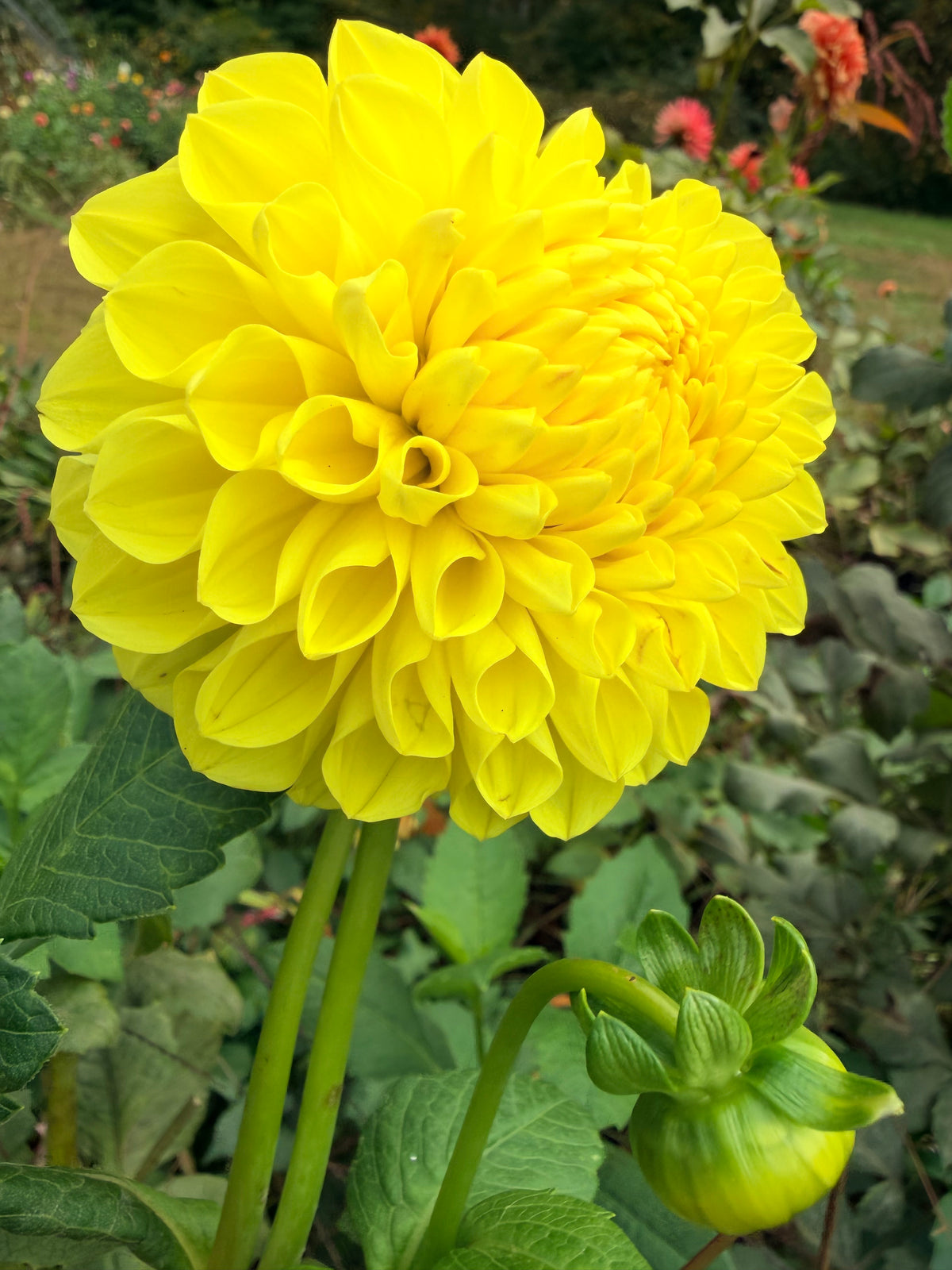 Lee's Big Bird Dahlia Tuber