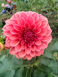Orange Globe Dahlia Tuber