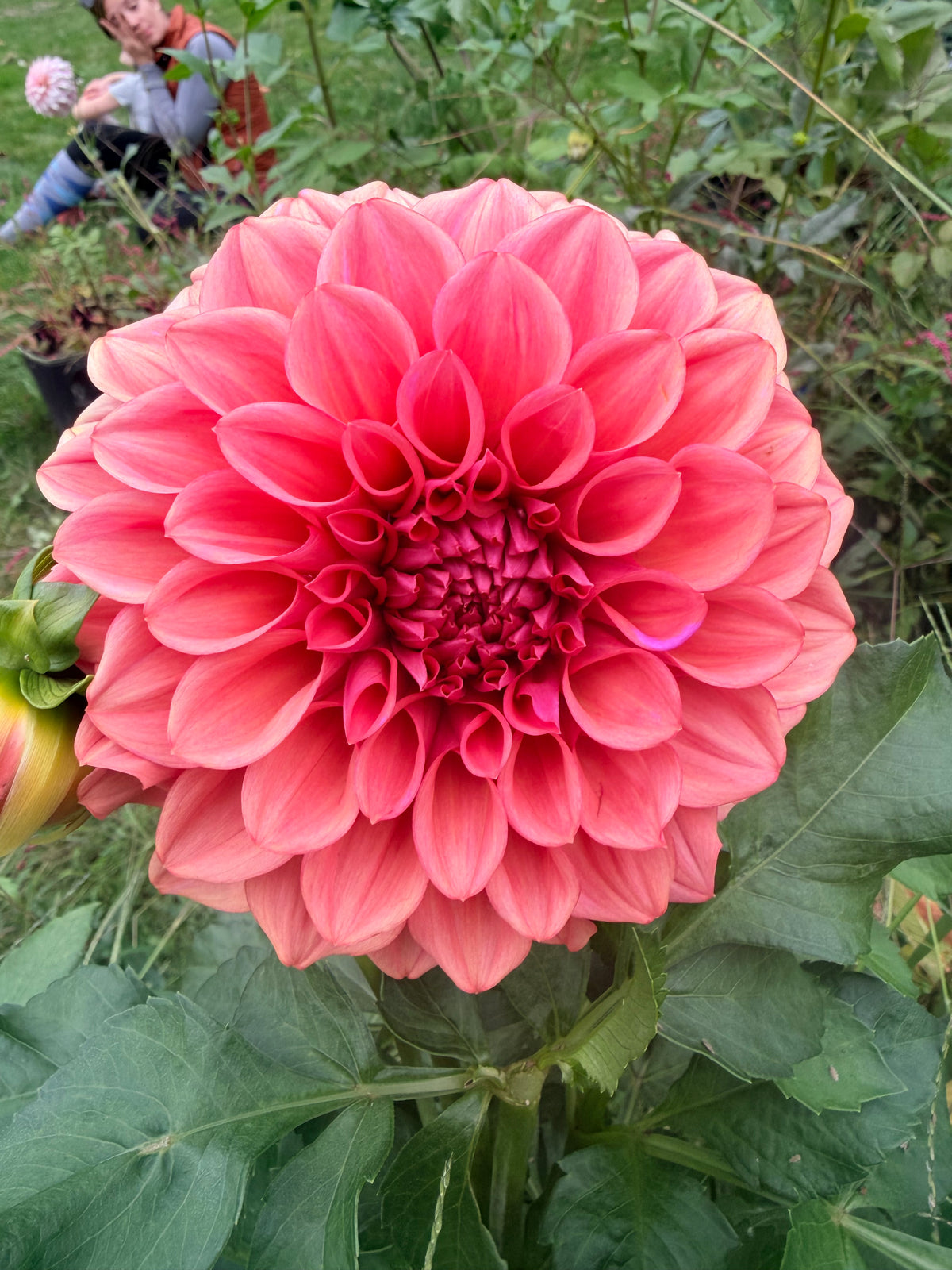 Orange Globe Dahlia Tuber