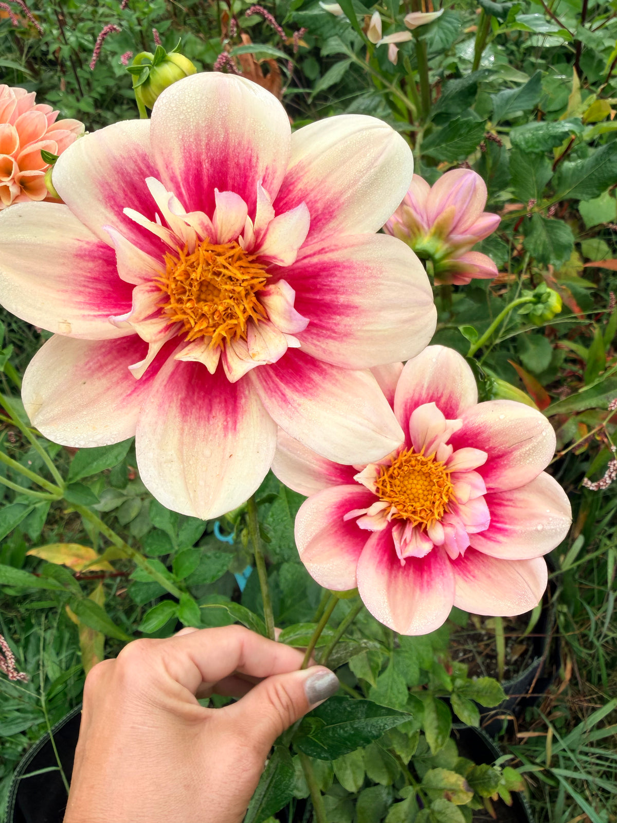 Rhubarb and Custard Dahlia Tuber