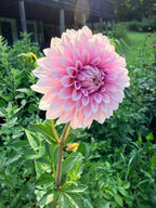 Lee's Lilly Pilly Dahlia Tuber