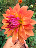 Florelie Seastar Dahlia Tuber