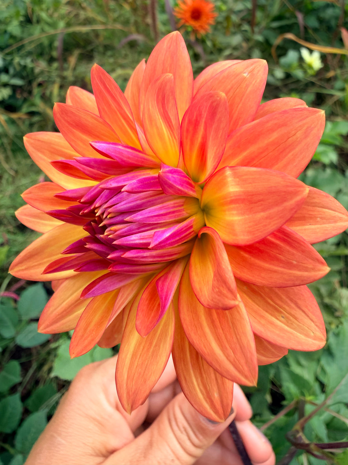 Florelie Seastar Dahlia Tuber