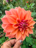 RM Coral Treasure Dahlia Tuber