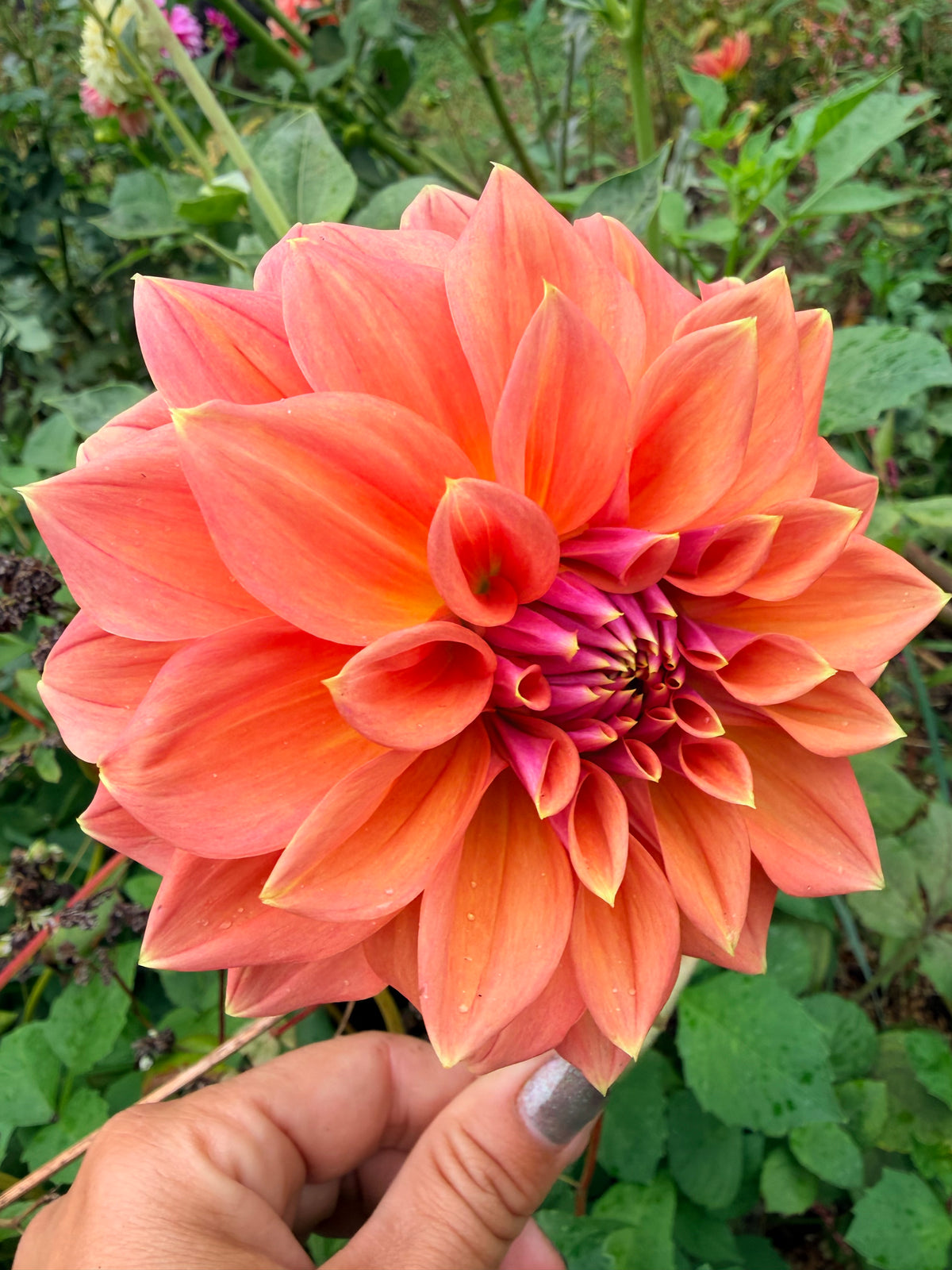 RM Coral Treasure Dahlia Tuber