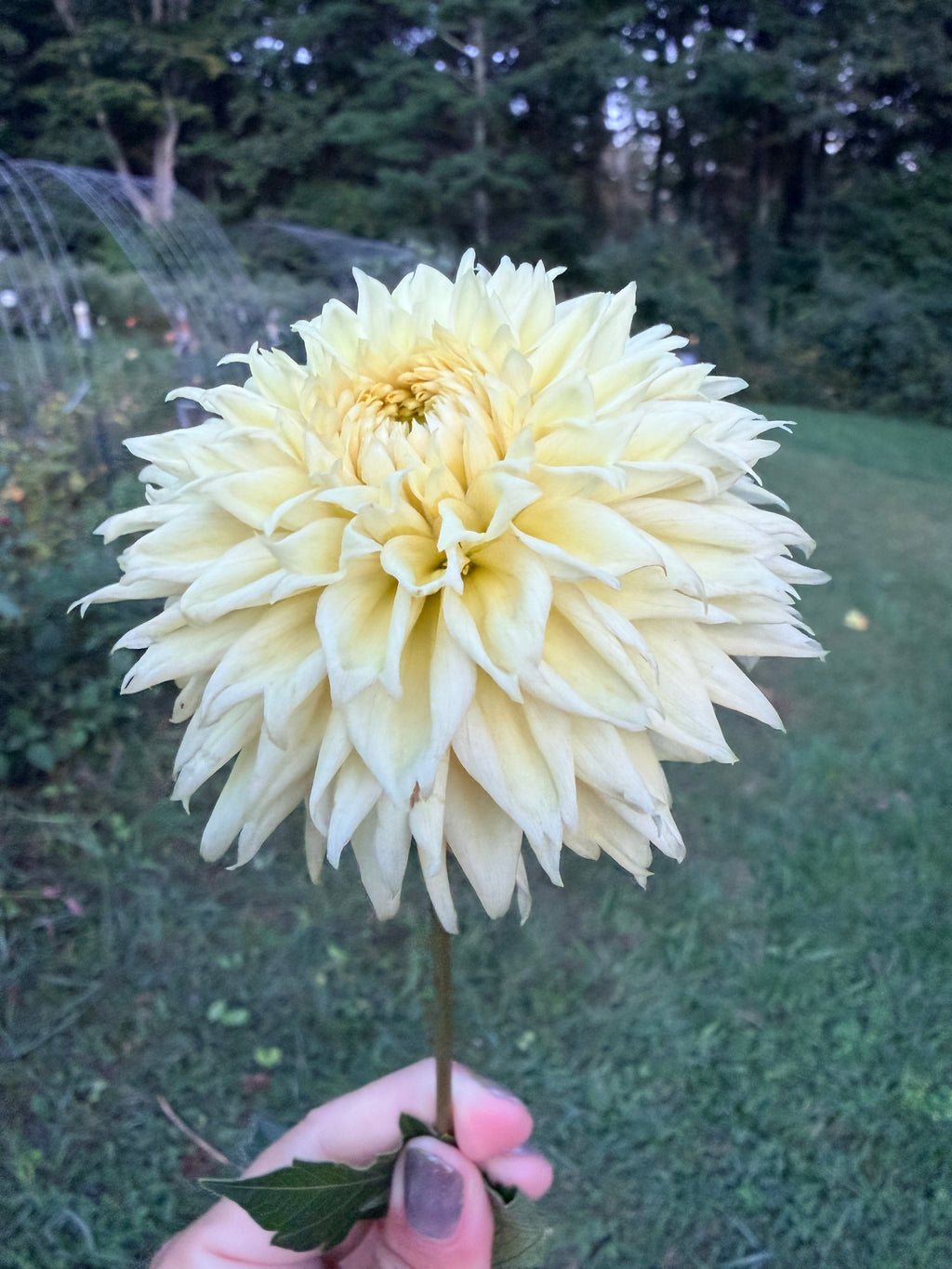 Lee's Cassava Fizz Dahlia Pot Tuber