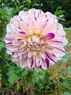 Hollyhill Fingerpaint Dahlia Tuber
