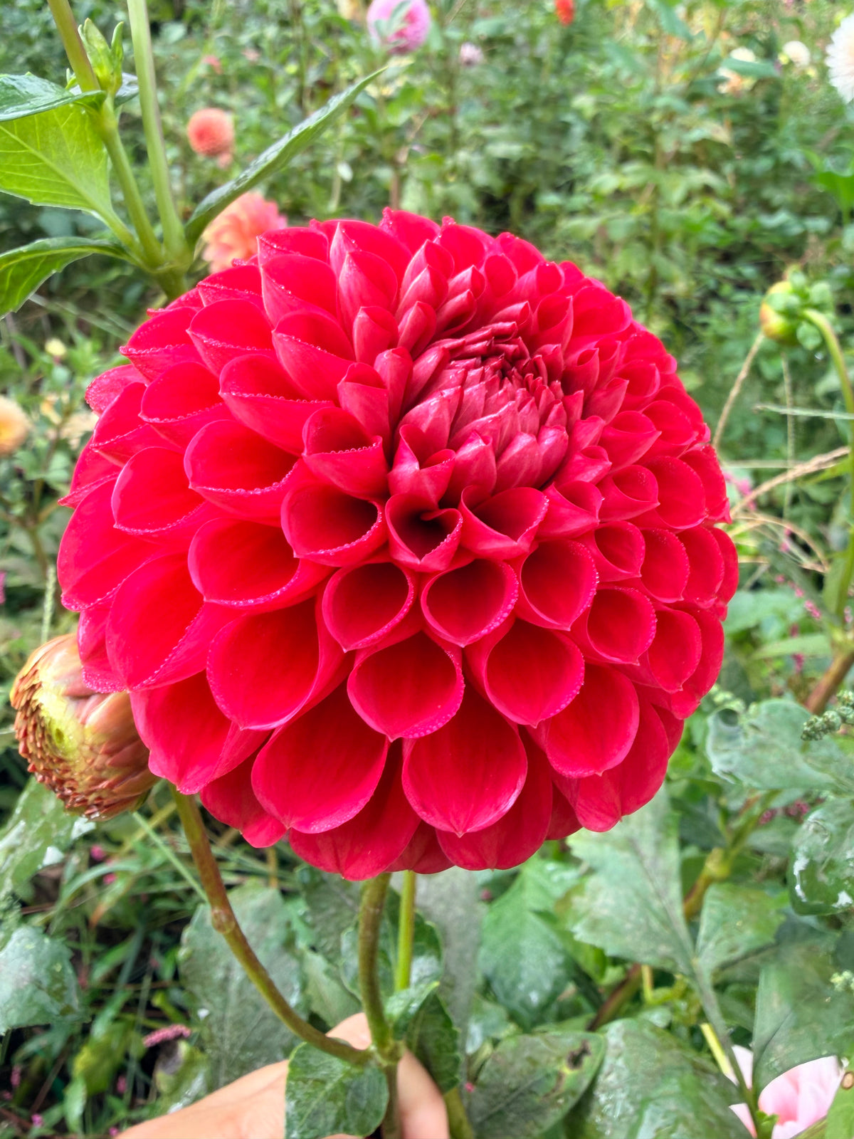 Lee's Ronalisa Dahlia Tuber