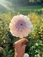 Aprila Pilieni Dahlia Tuber