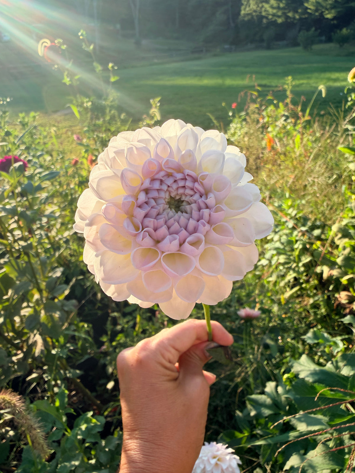 Aprila Pilieni Dahlia Tuber