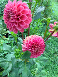 Levi's Melon Dahlia Tuber