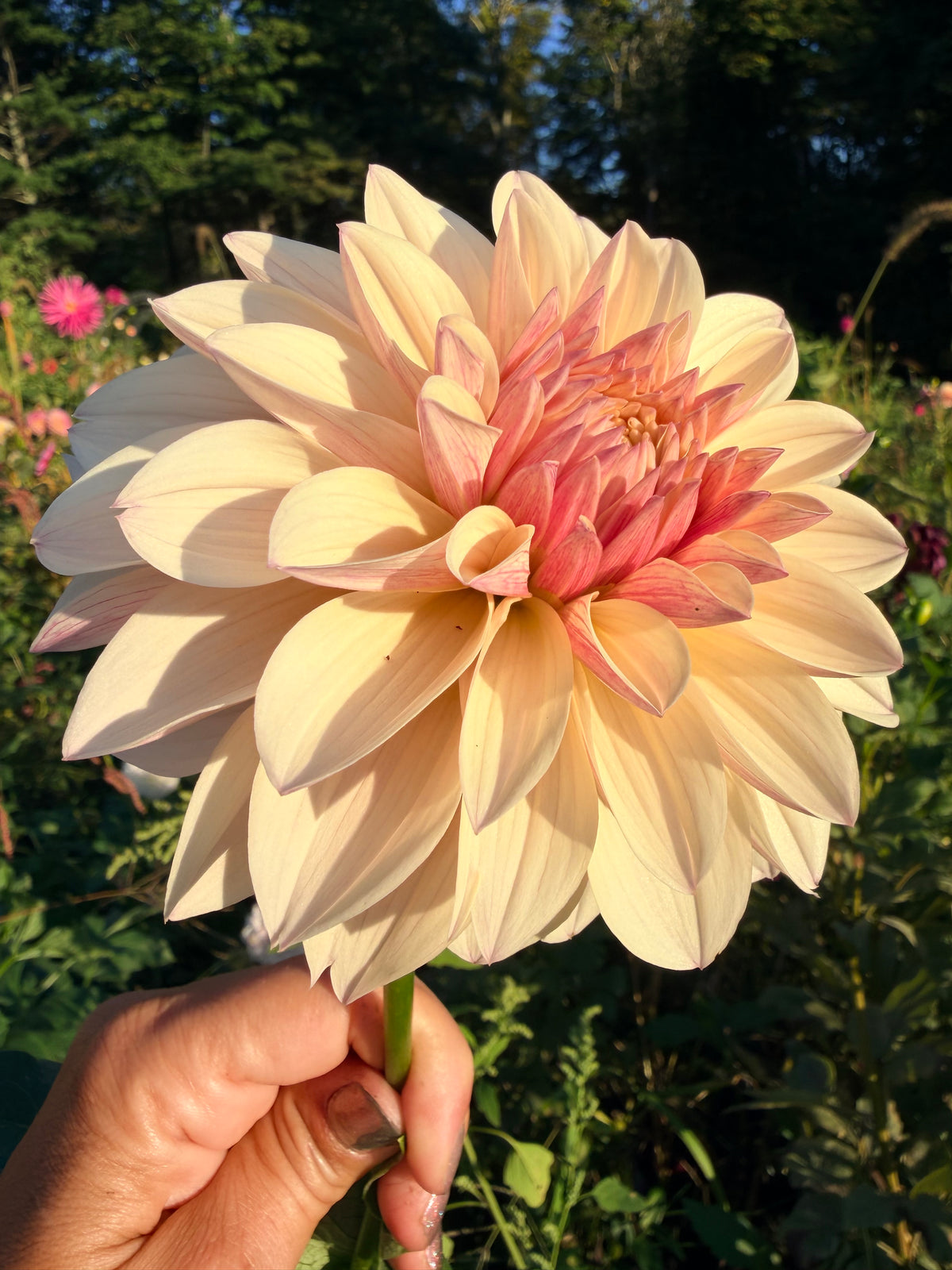 KA's Penny Lane Dahlia Tuber
