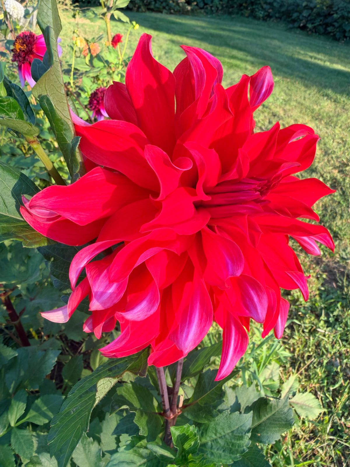 Red Labyrinth Dahlia Tuber