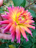 Ryecroft Pixie Dahlia Tuber
