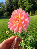 Baby Fonteneau Dahlia Tuber