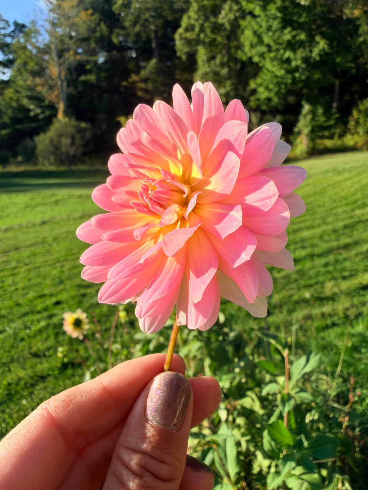 Baby Fonteneau Dahlia Tuber