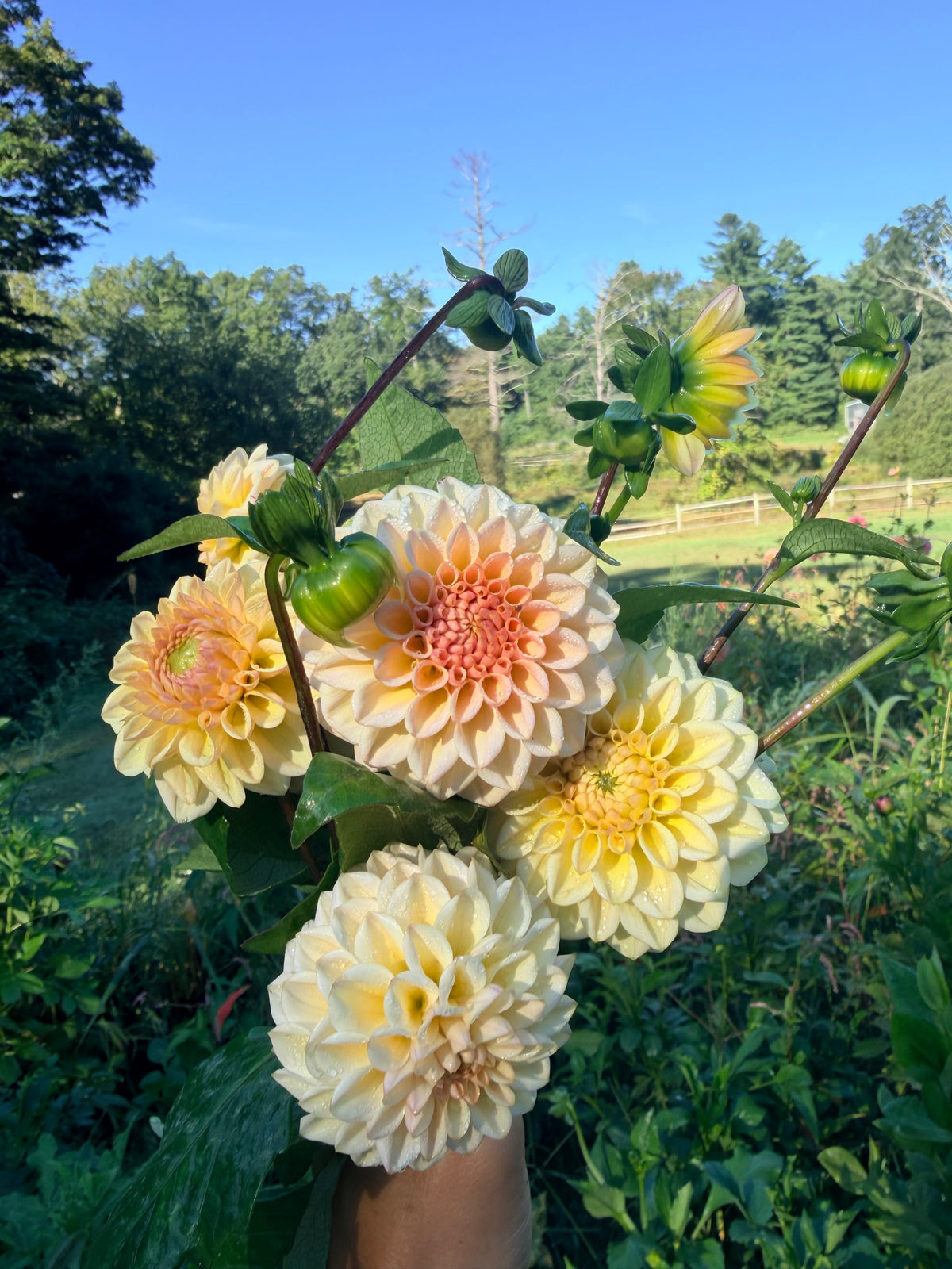 RM Shifty Dahlia Pot Tuber Tuber