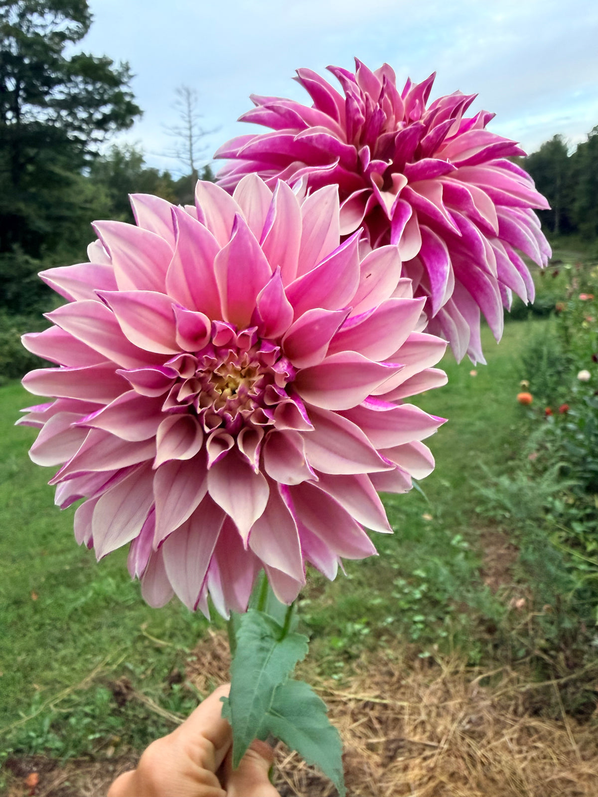 River's Artichoke Dahlia Tuber