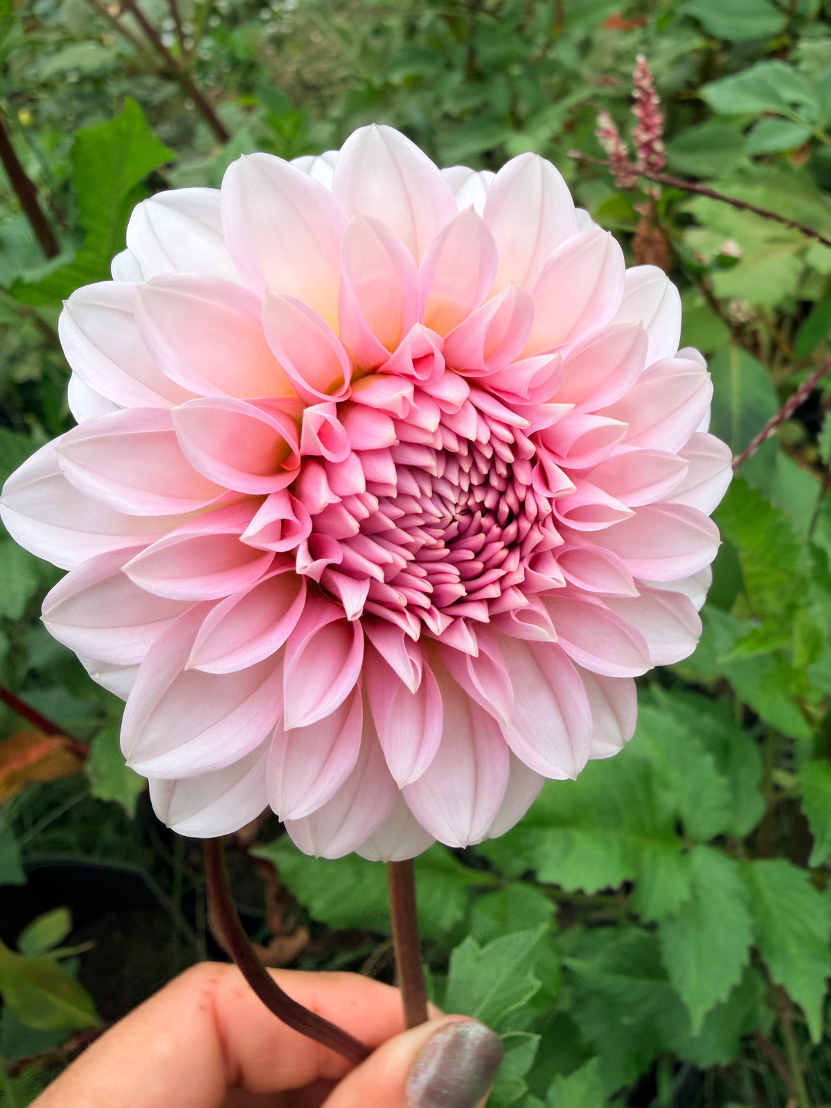 RM Baby Girl Dahlia Tuber