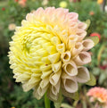 Irish D. Porter Dahlia Tuber