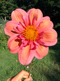 Strawberry Bon Bon Dahlia Pot Tuber