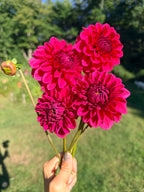 Perch Hill Dahlia Tuber
