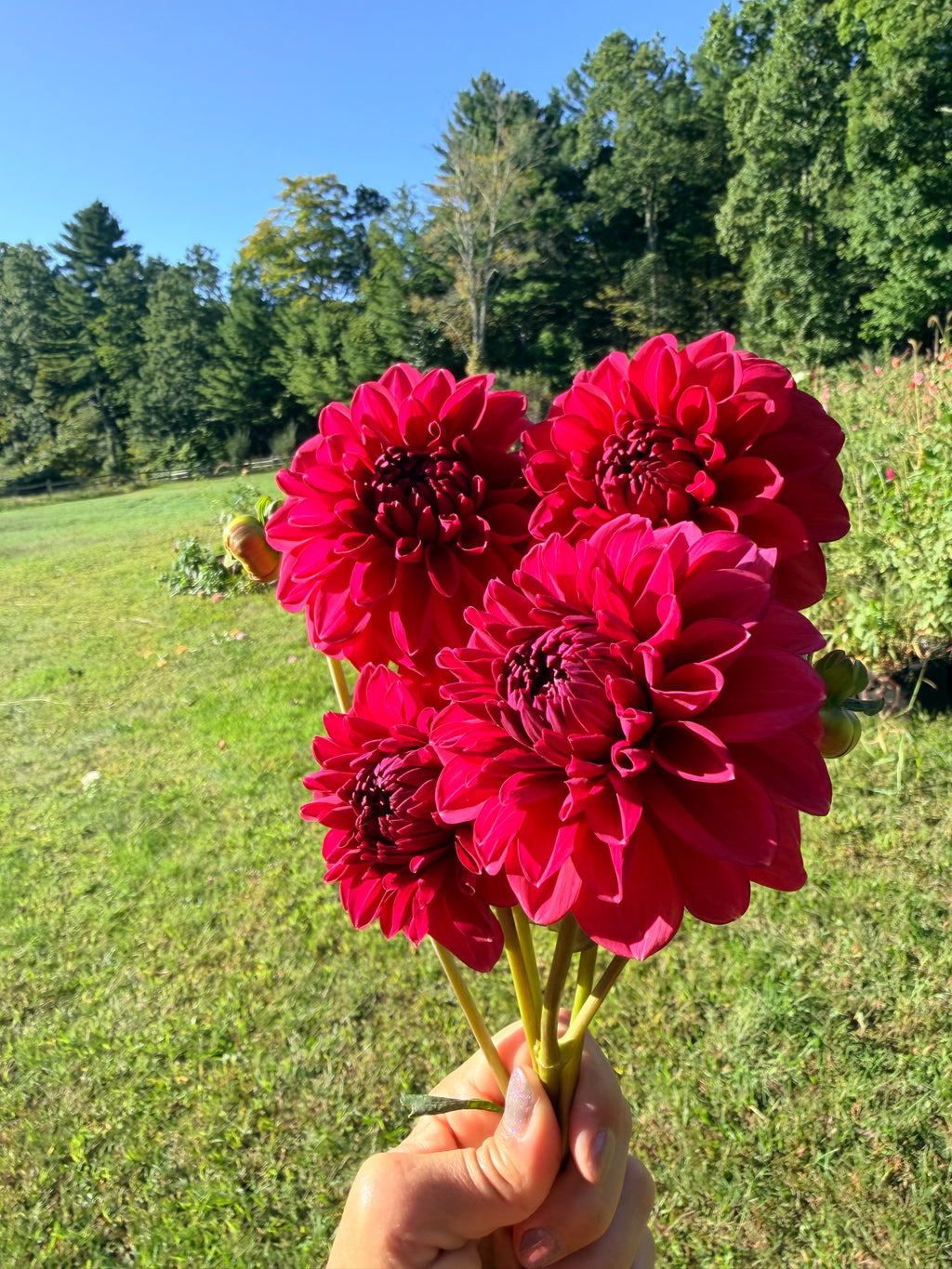 Perch Hill Dahlia Tuber