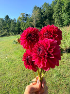 Perch Hill Dahlia Tuber
