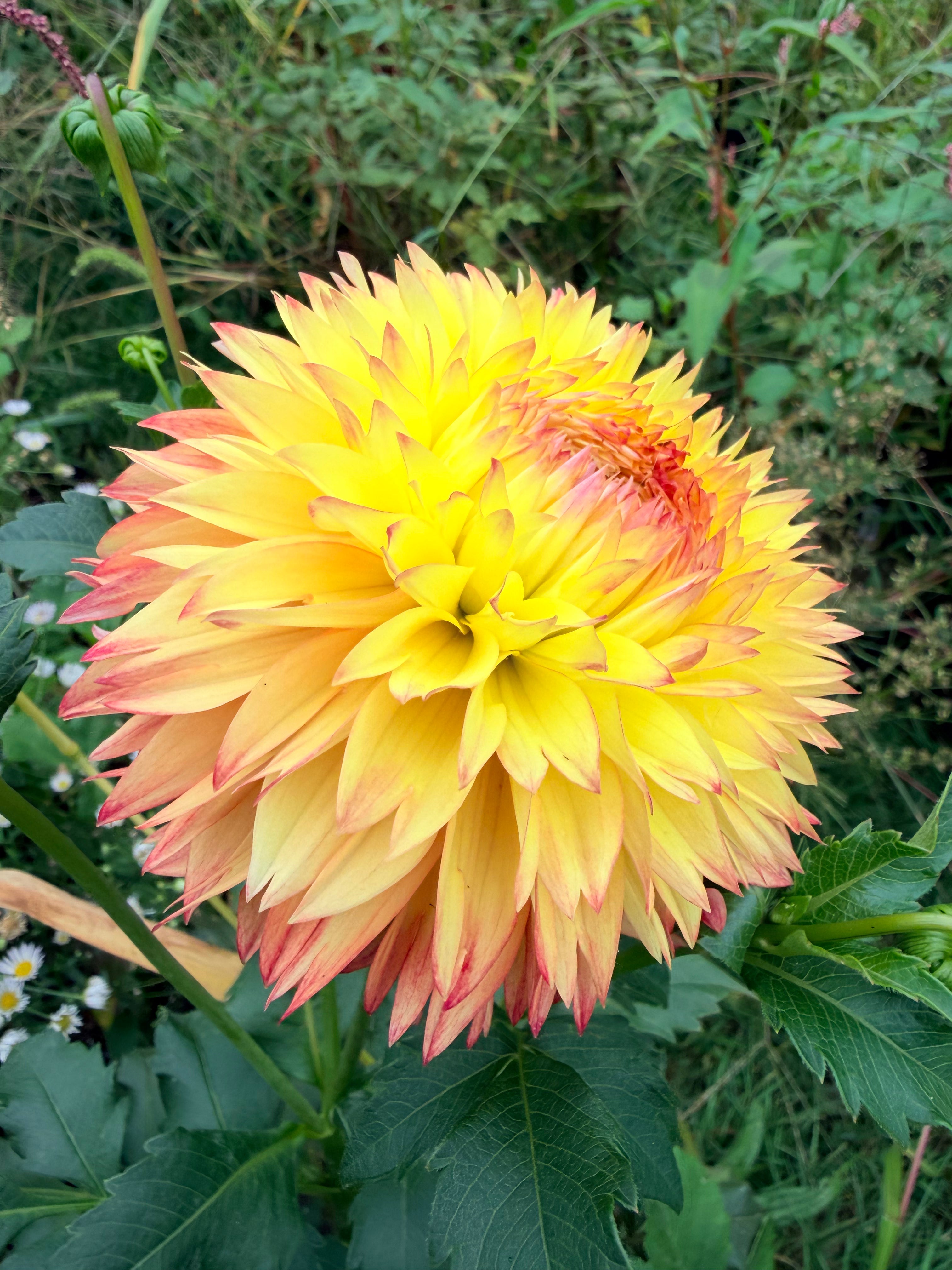 Lee's Electric Ladyland Dahlia Tuber