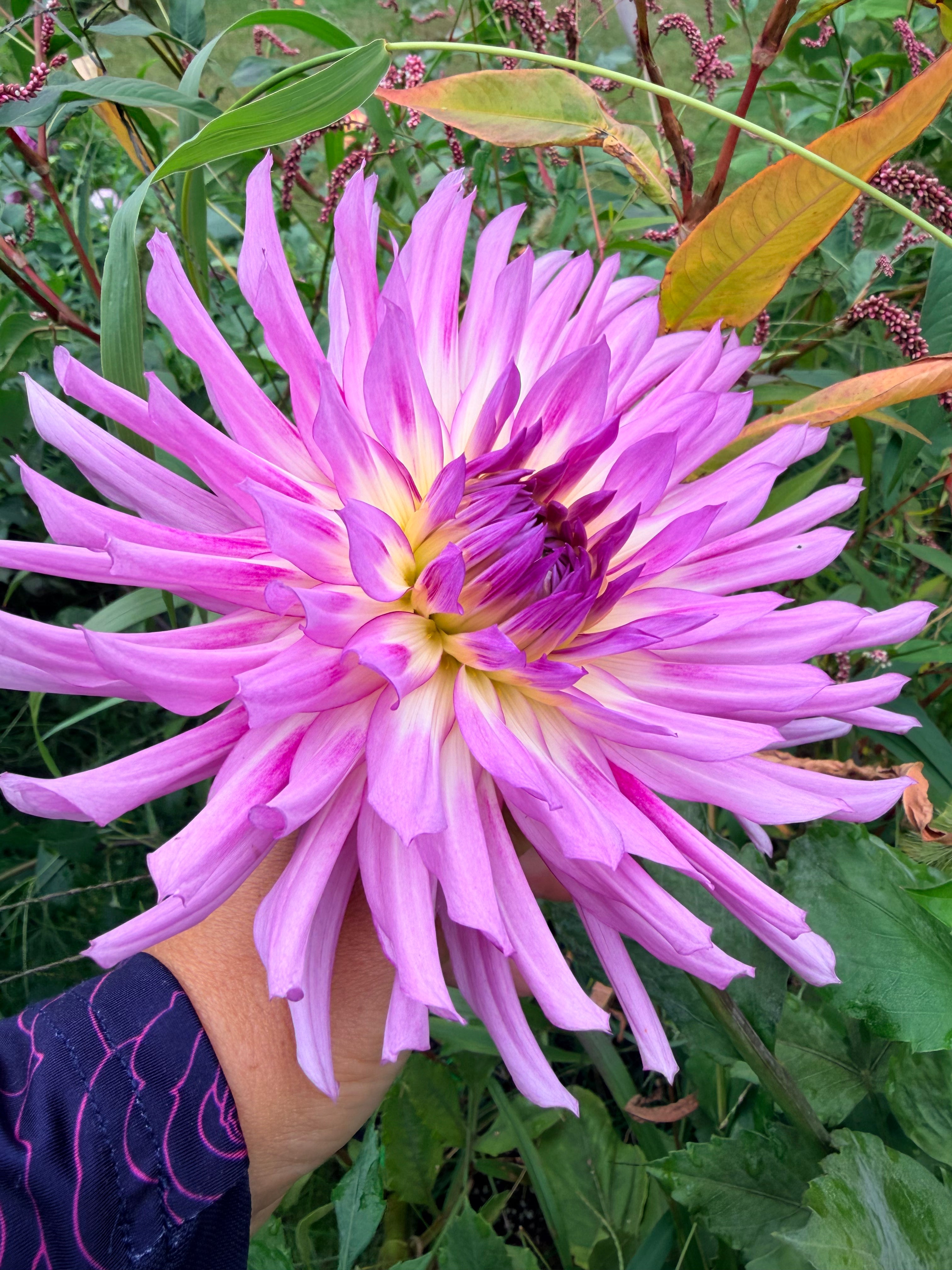 Torsade Dahlia Tuber