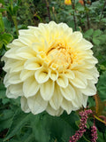 Vanilla Sky Dahlia Tuber 🇯🇵
