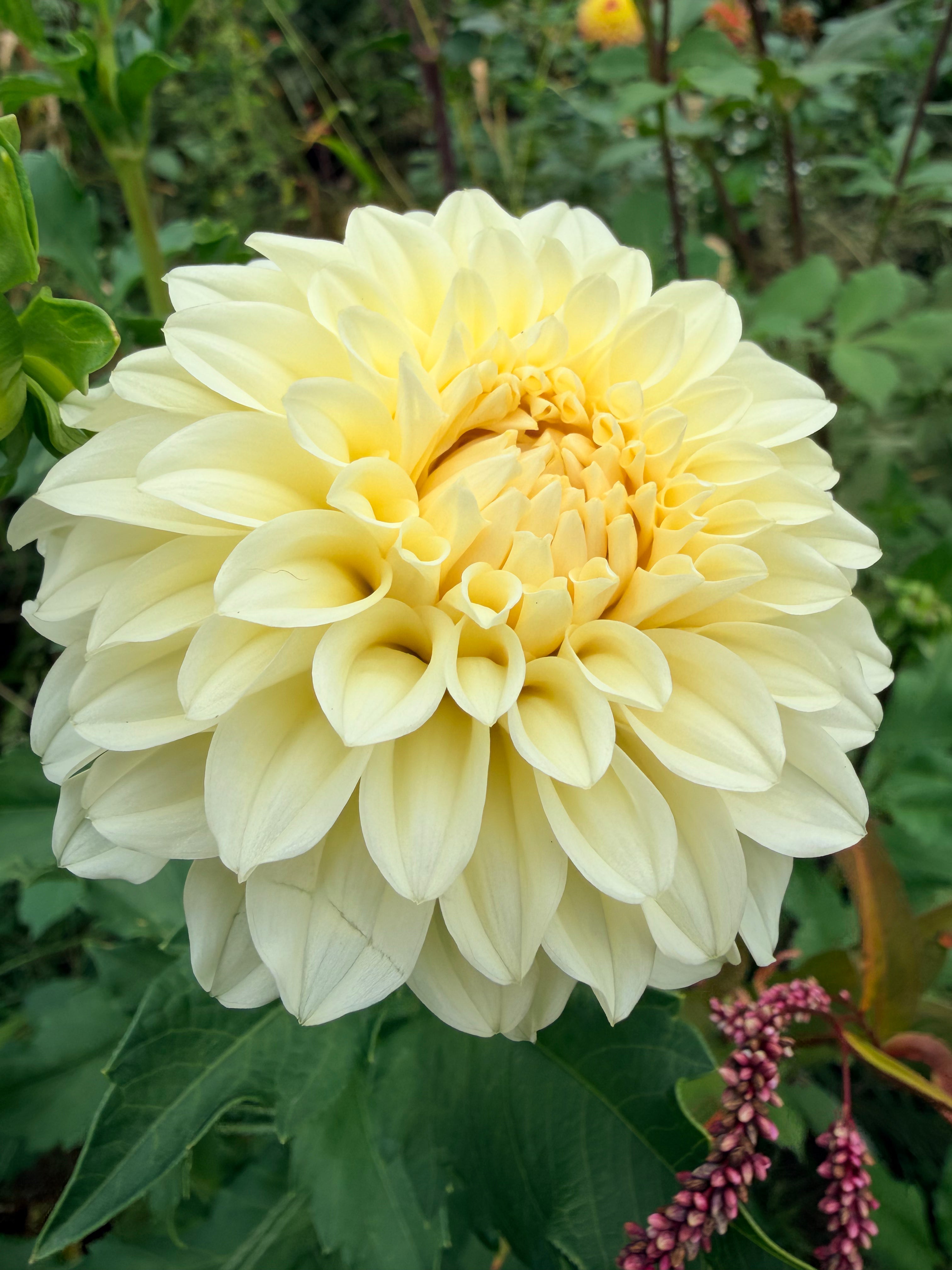 Vanilla Sky Dahlia Tuber 🇯🇵