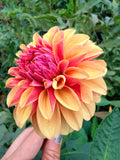 Lee's Golden Raspberry Dahlia Tuber