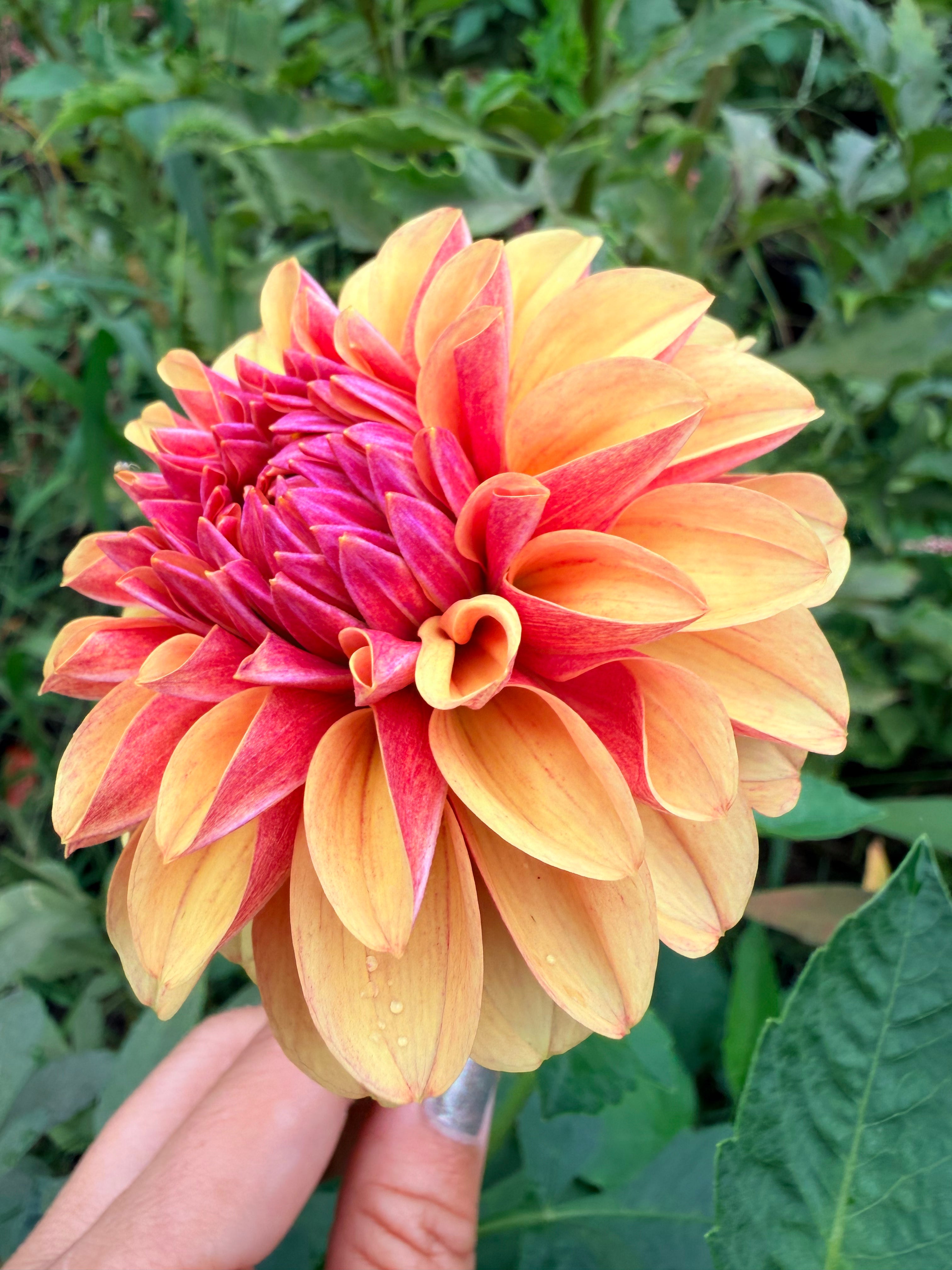 Lee's Golden Raspberry Dahlia Tuber