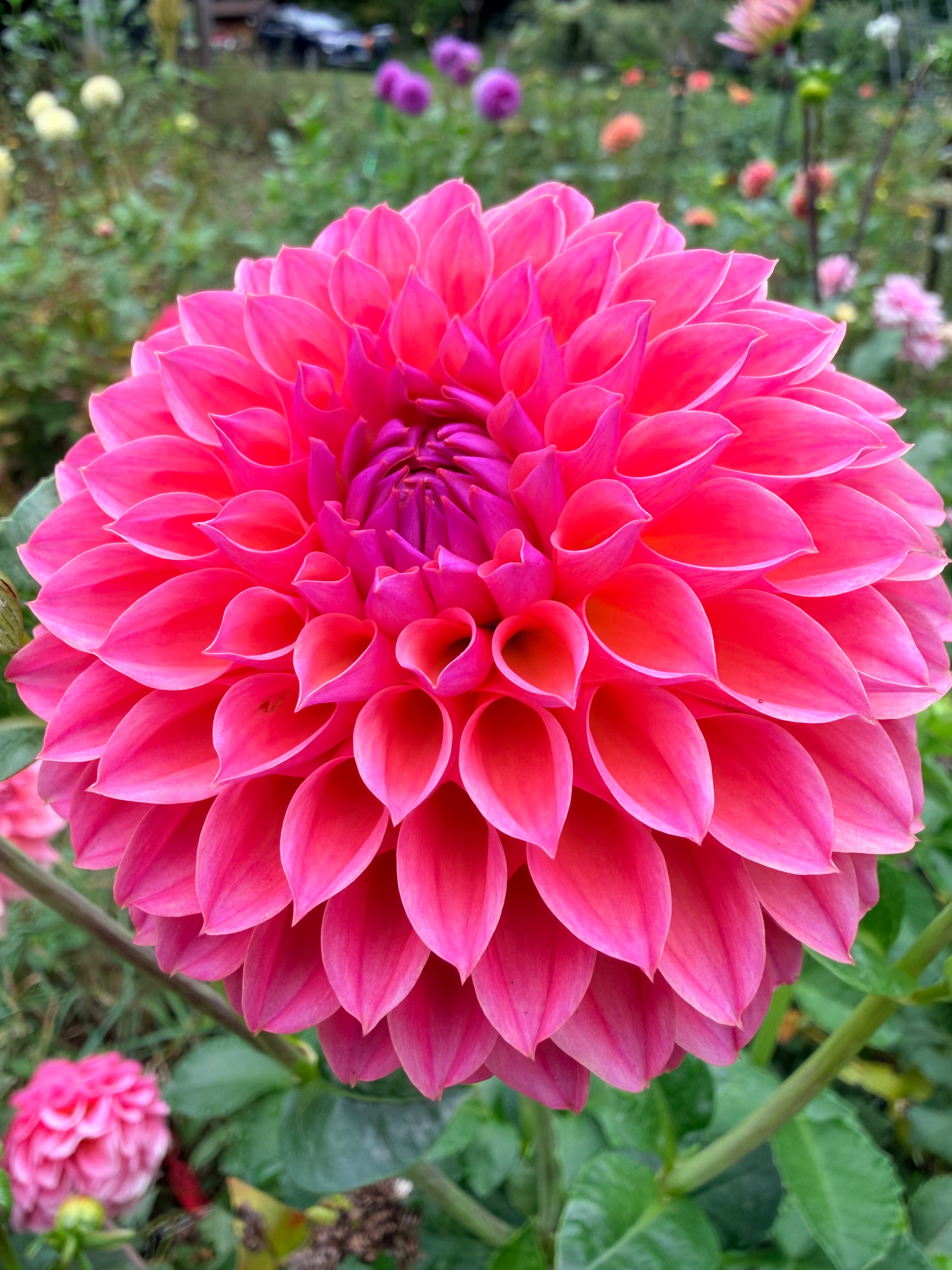 KA's Brittany's Favorite Dahlia Tuber